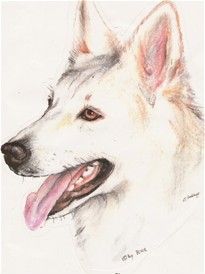Jeg er en hund efter at finde gode link om mine artsfælder samt andet mine ejere kan have glæde af i hverdagen med os hunde