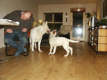 Hunde og hunde ejere mødes på hjemmesiden www.dhsk.dk