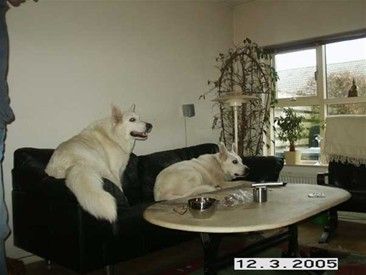 Både unge og ældre hunde kan blive syge, og så er en sygeforsikring en god hjælp.