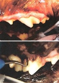 Av her er et hul, masser af Knak, tandsten og tandkødsbetændelse på billederne som tandlægen tog under behandlingen af Kia