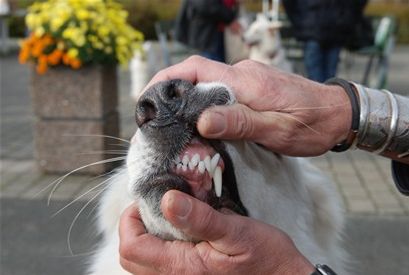 Begynd så tidligt som muligt at lære din hund at vise tænder