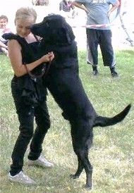 En glad dansende hund vil gerne vise 