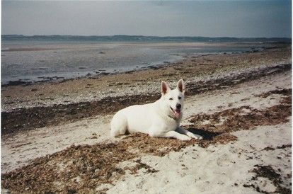 Svømning er ikke kun skønt ved en skøn sommerstrand