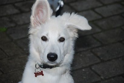 Når hunden er 3 - 4 måneder, er dækhårene vokset frem, og først da bliver pelsen blank