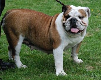 Har du en hund med en rynket hud, eksempelvis Bulldog, Mops eller blodhund bør du hver dag bruge tid på pelspleje, så du sikrer dig at hunden ikke får hudlidelser i rynkerne.