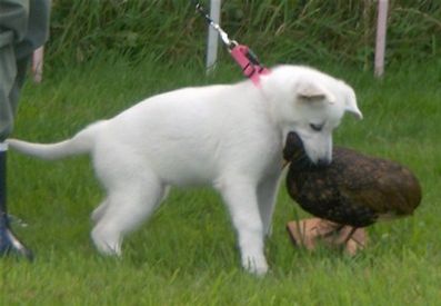 Lopper kan sidde på både hunde og andre dyr