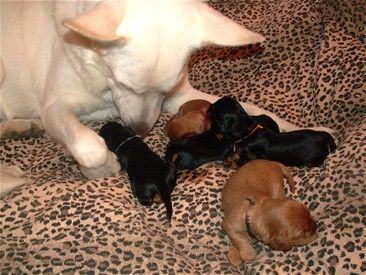Pelspleje og generel hygiejne har alle hunde glæde af!