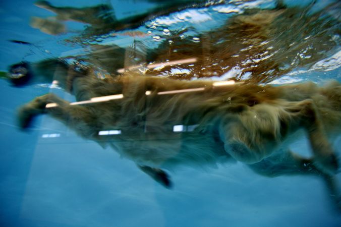 Glade hunde set gennem undervandsvinduerne i Enggårdens svømmehal 20 km. syd for Århus. Privat foto lånt af Henriette Linde