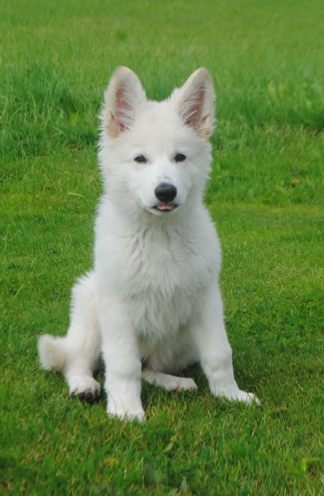 Dingo ( Of Trebons Berger Blanc Dingo)