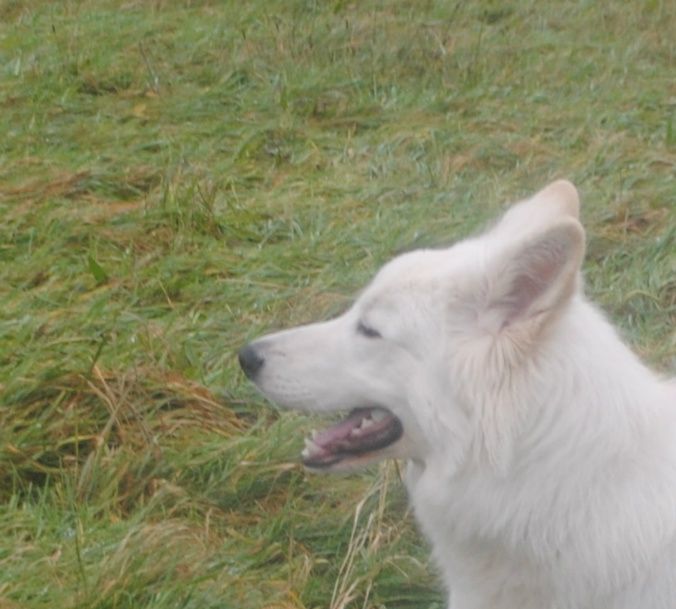 Dingo dejlig hvid efter et bad og en gang hundebalsam i den langhåredde pels.