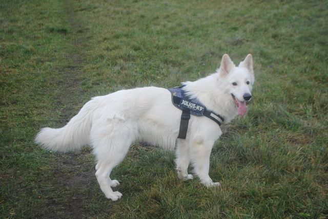 Dingo 18 måneder gammel på landet