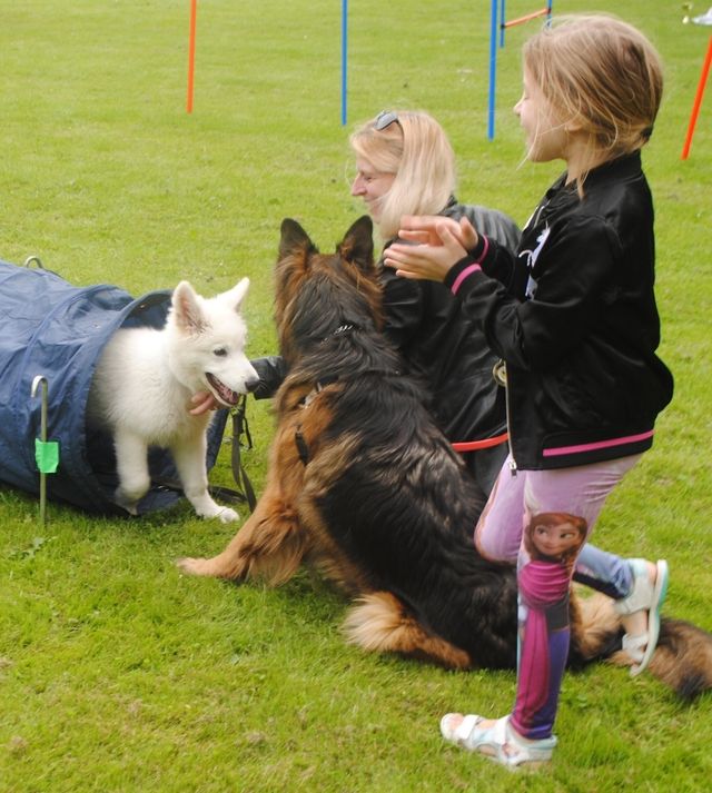 Dingo 10 uger gammel til Børnenes og hundenes dag i Byparken med dejlig schæfer og glad familie