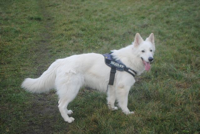 Dingo på Engen på 3 års fødselsdag